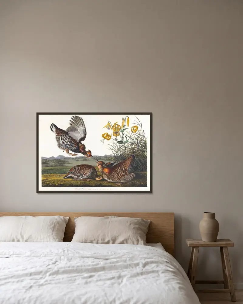Głuszec przylądkowy, John James Audubon w ramie na ścianie