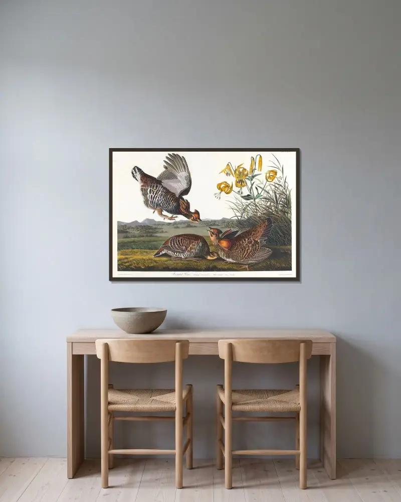 Głuszec przylądkowy, John James Audubon w ramie na ścianie