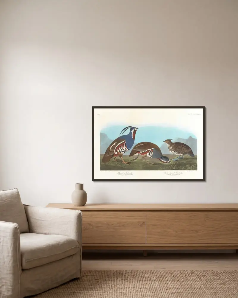 Haubenhuhn. Dickbeiniges Huhn von John James Audubon gerahmt an einer Wand