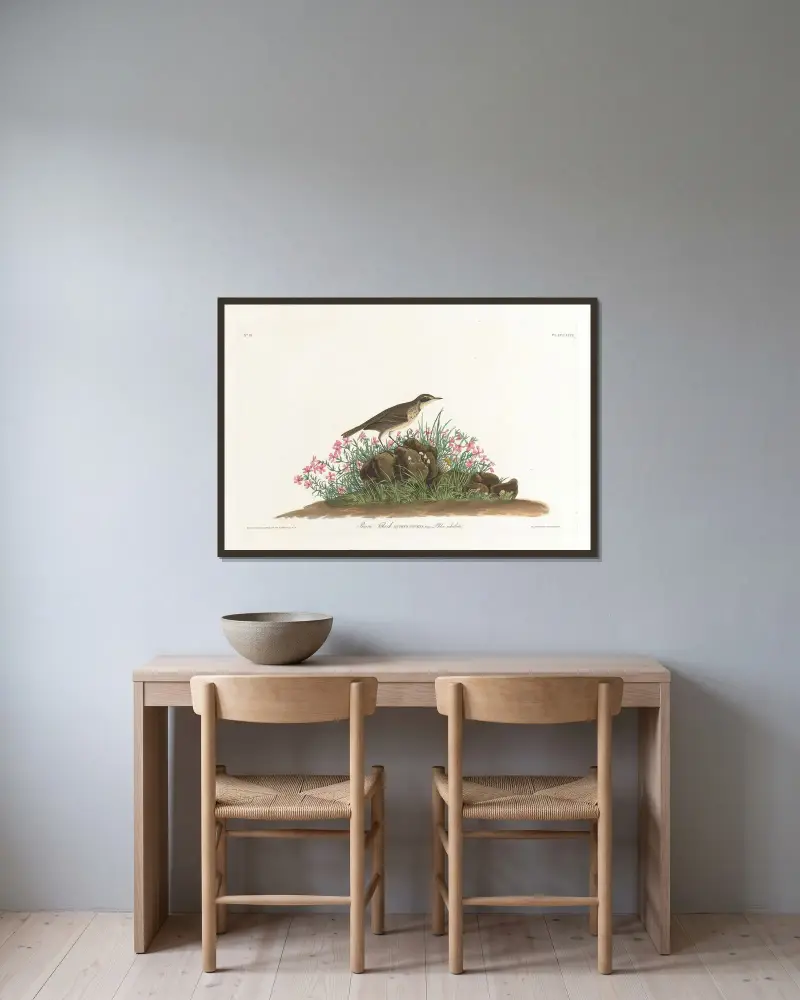 Prairie titlark av John James Audubon inramad på en vägg