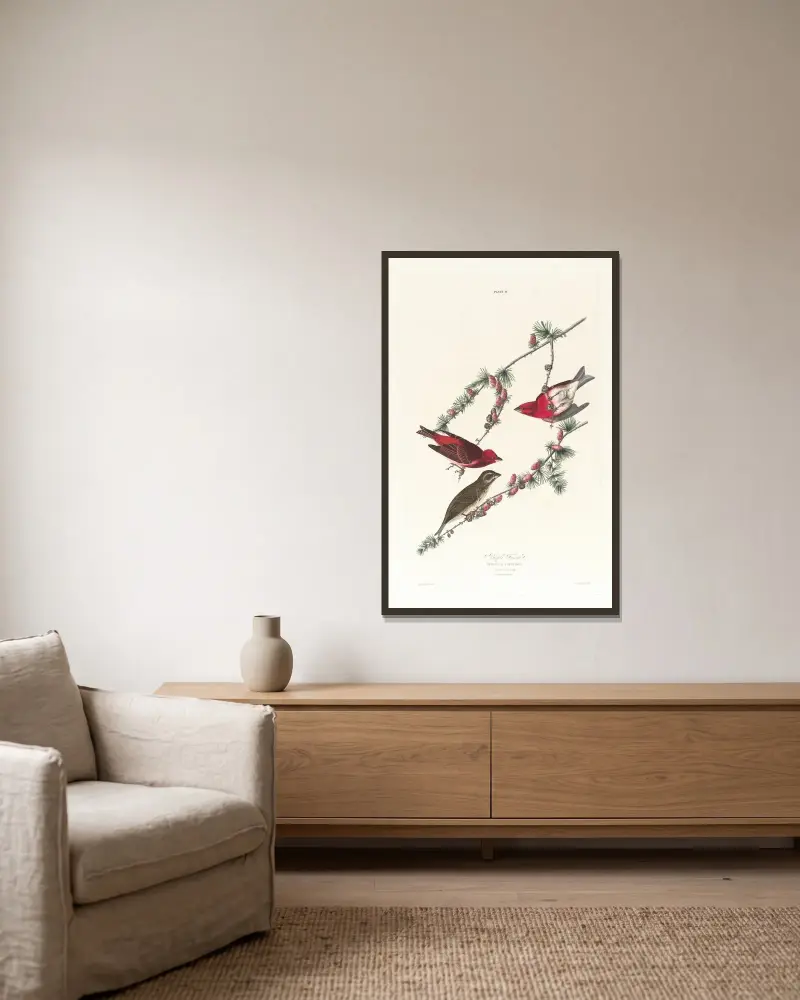 Purple finch av John James Audubon inramad på en vägg