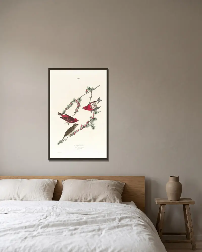 Purple finch av John James Audubon inramad på en vägg