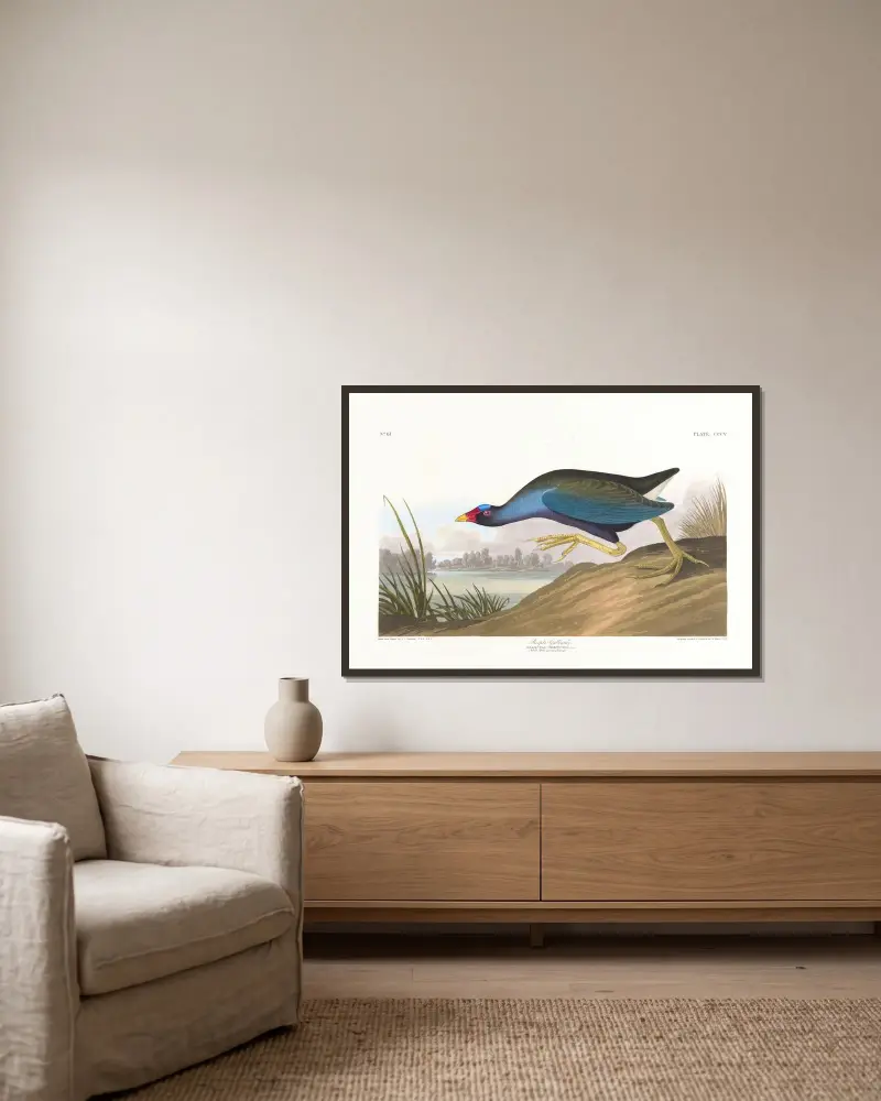 Purpurhuhn von John James Audubon gerahmt an einer Wand