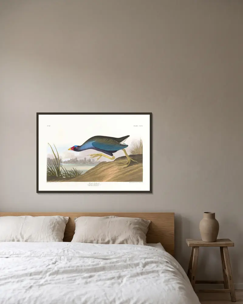 Purpurhuhn von John James Audubon gerahmt an einer Wand