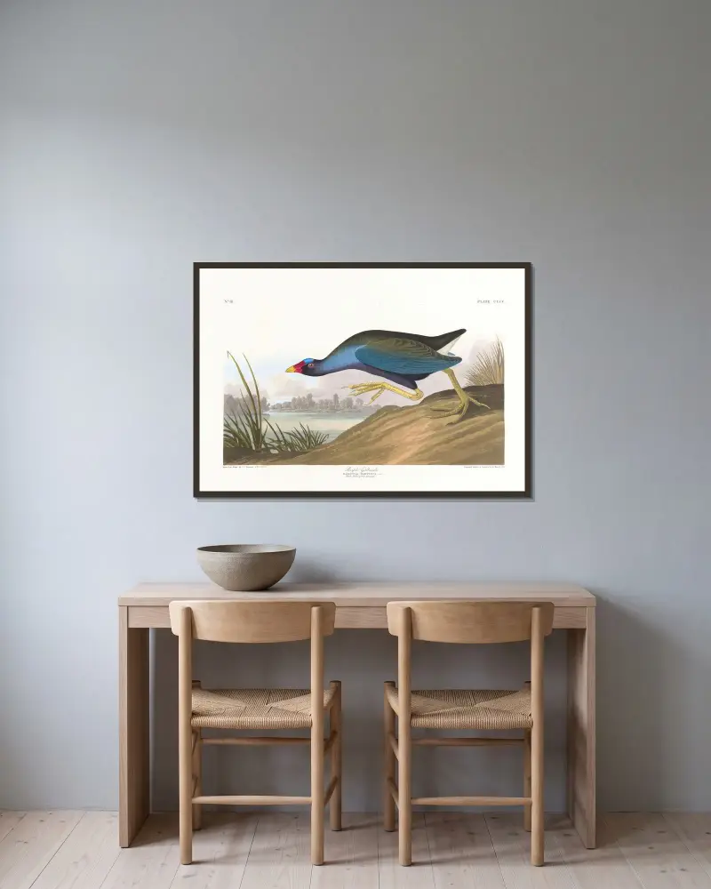 Purpurhuhn von John James Audubon gerahmt an einer Wand