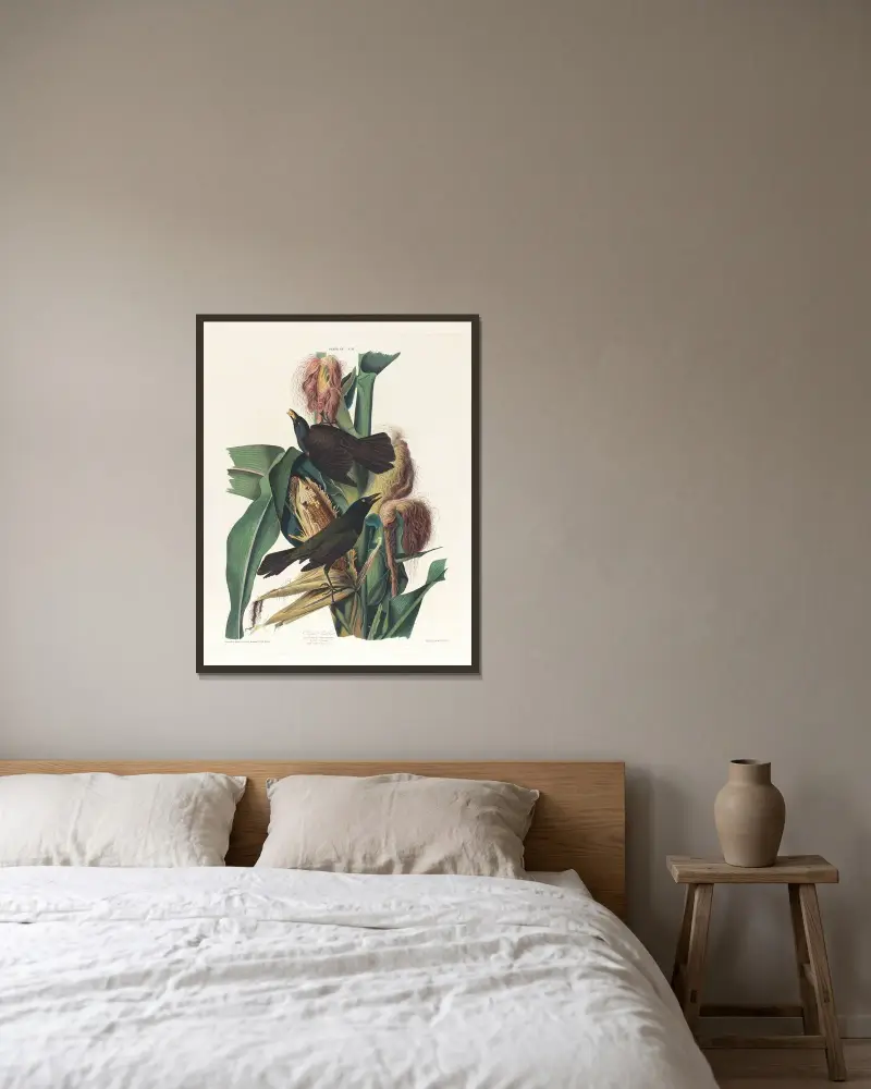 Purpurtaube von John James Audubon gerahmt an einer Wand