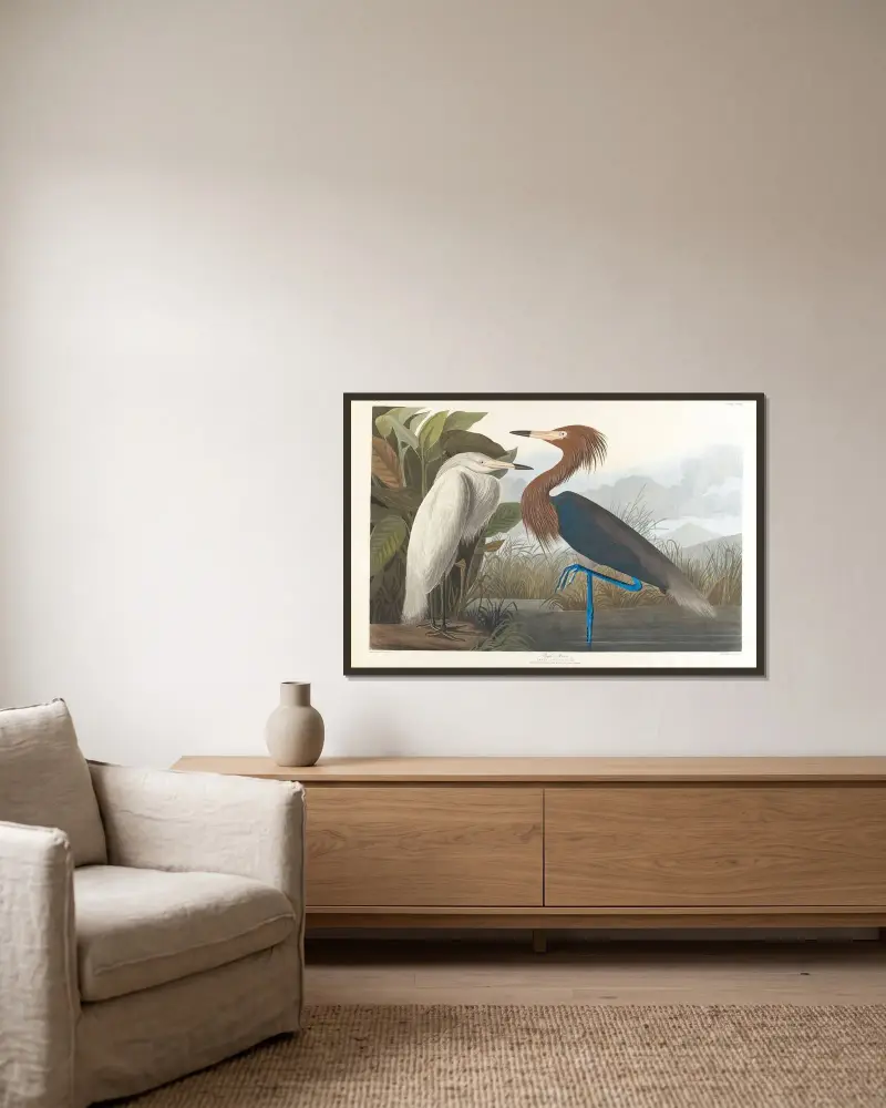 Purpurreiher von John James Audubon gerahmt an einer Wand