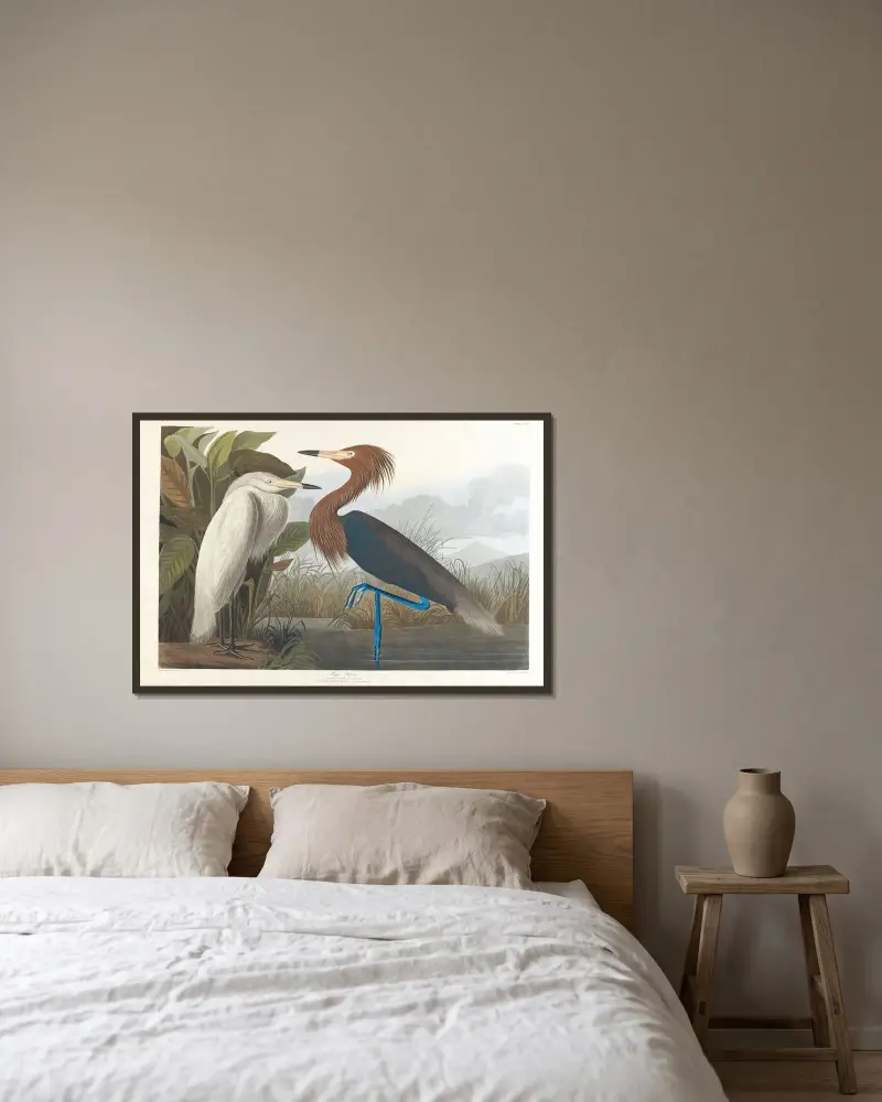 Purpurreiher von John James Audubon gerahmt an einer Wand