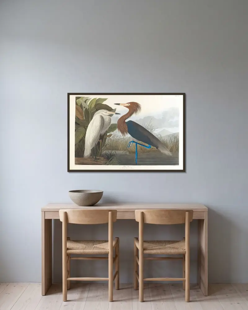 Purpurreiher von John James Audubon gerahmt an einer Wand