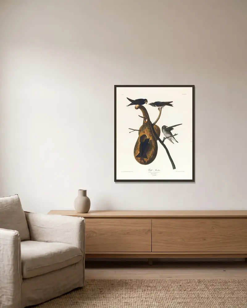 Purple martin von John James Audubon gerahmt an einer Wand