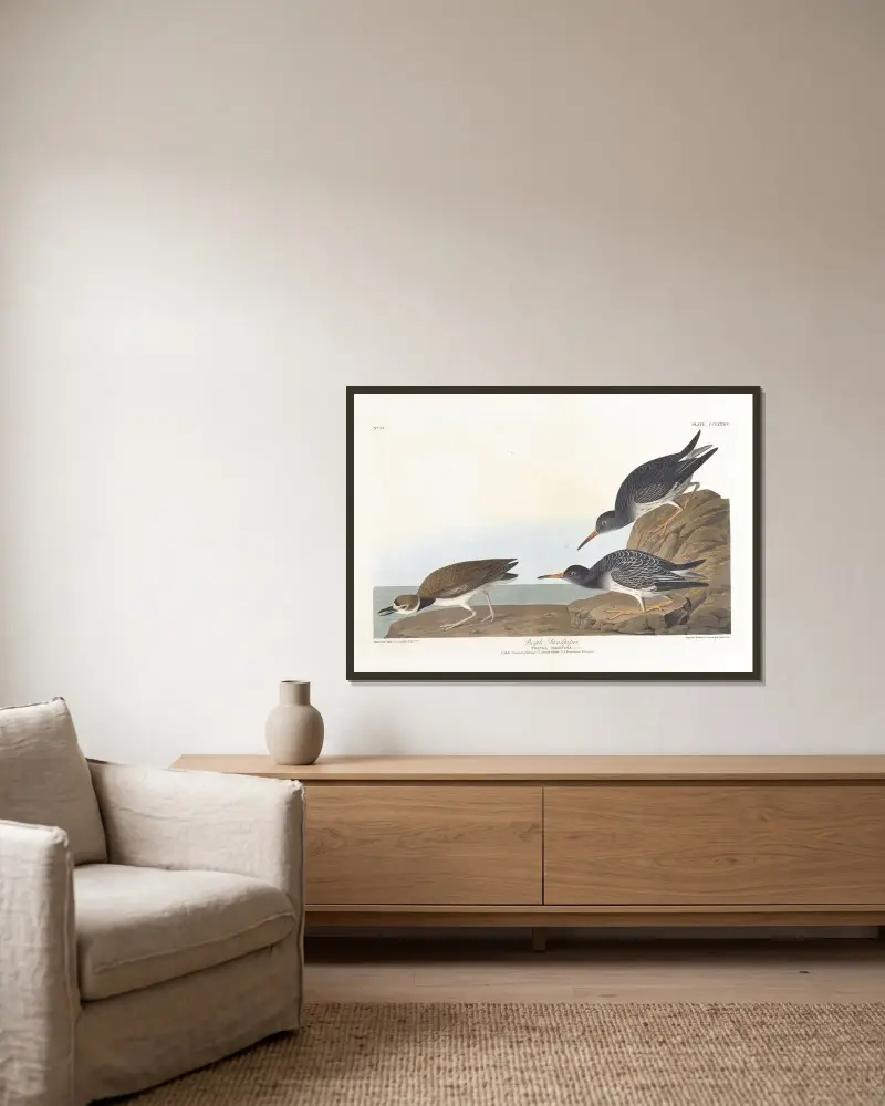 Purpurstrandläufer von John James Audubon gerahmt an einer Wand