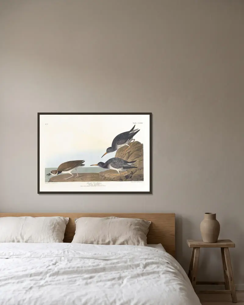 Purpurstrandläufer von John James Audubon gerahmt an einer Wand