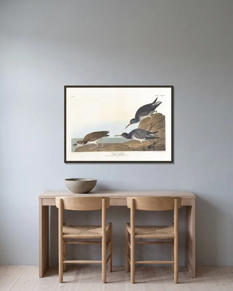 Purpurstrandläufer von John James Audubon gerahmt an einer Wand
