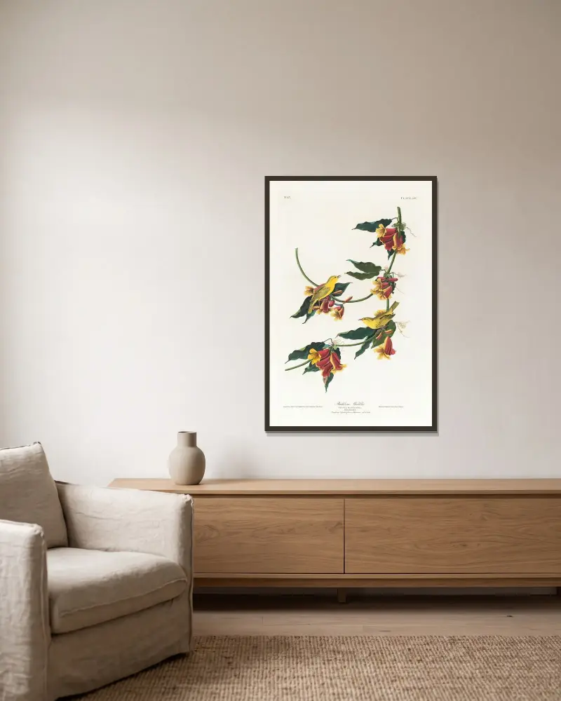 Rathbone warbler av John James Audubon inramad på en vägg