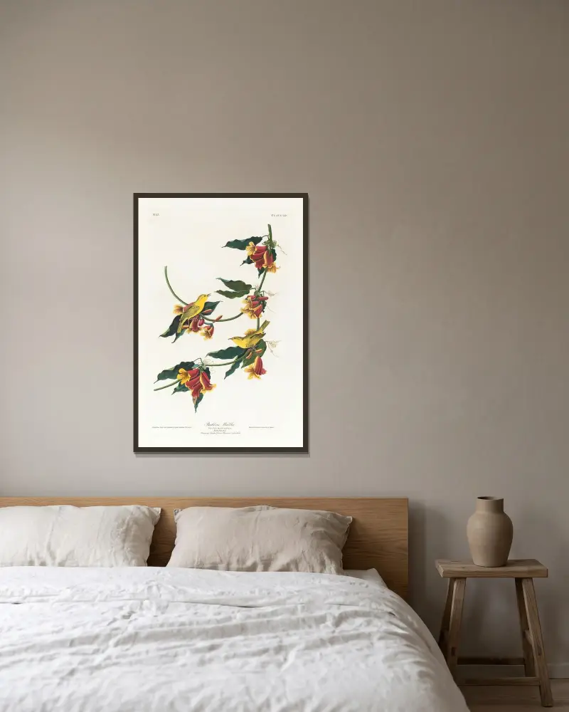 Rathbone warbler av John James Audubon inramad på en vägg