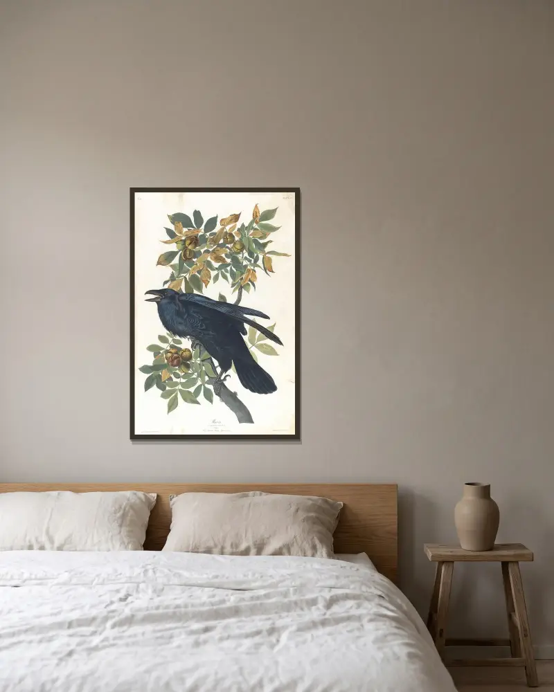 Kruk, John James Audubon w ramie na ścianie
