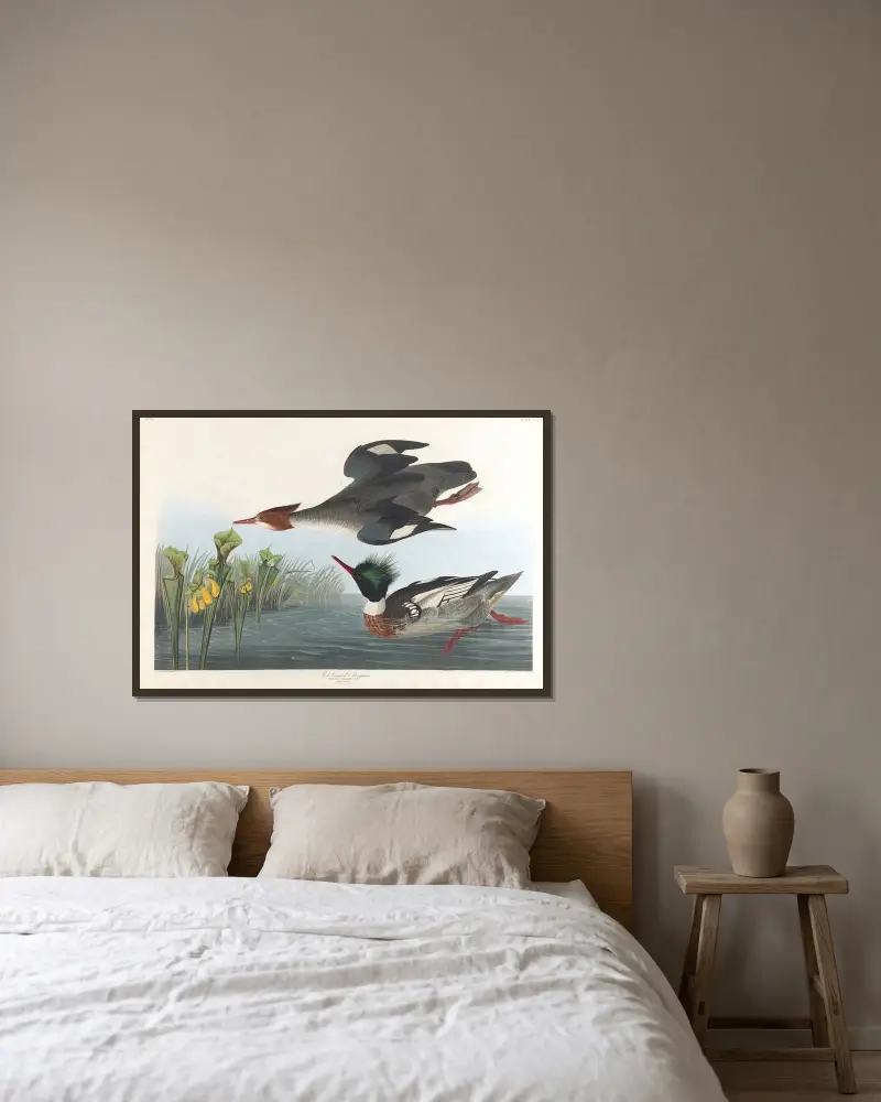 Red-breasted merganser av John James Audubon inramad på en vägg