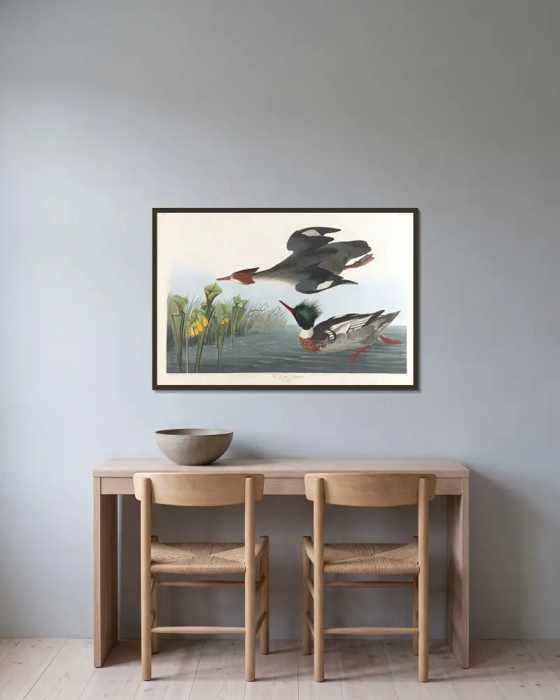 Red-breasted merganser av John James Audubon inramad på en vägg