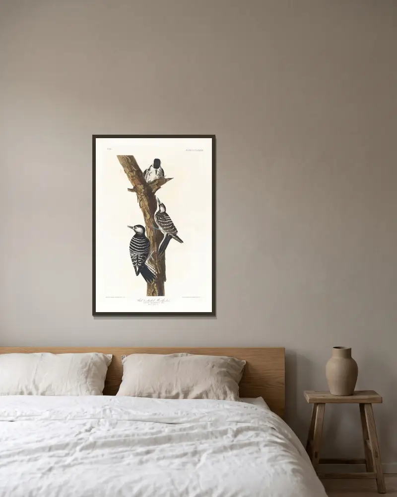 Rödtofshackspett av John James Audubon inramad på en vägg