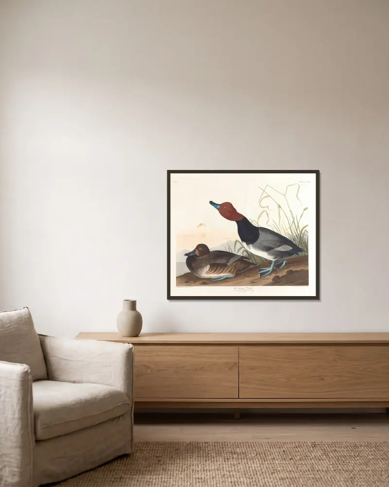 Rothalsige Ente von John James Audubon gerahmt an einer Wand