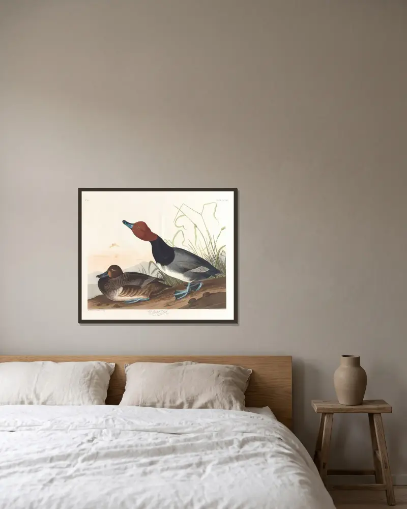 Rothalsige Ente von John James Audubon gerahmt an einer Wand