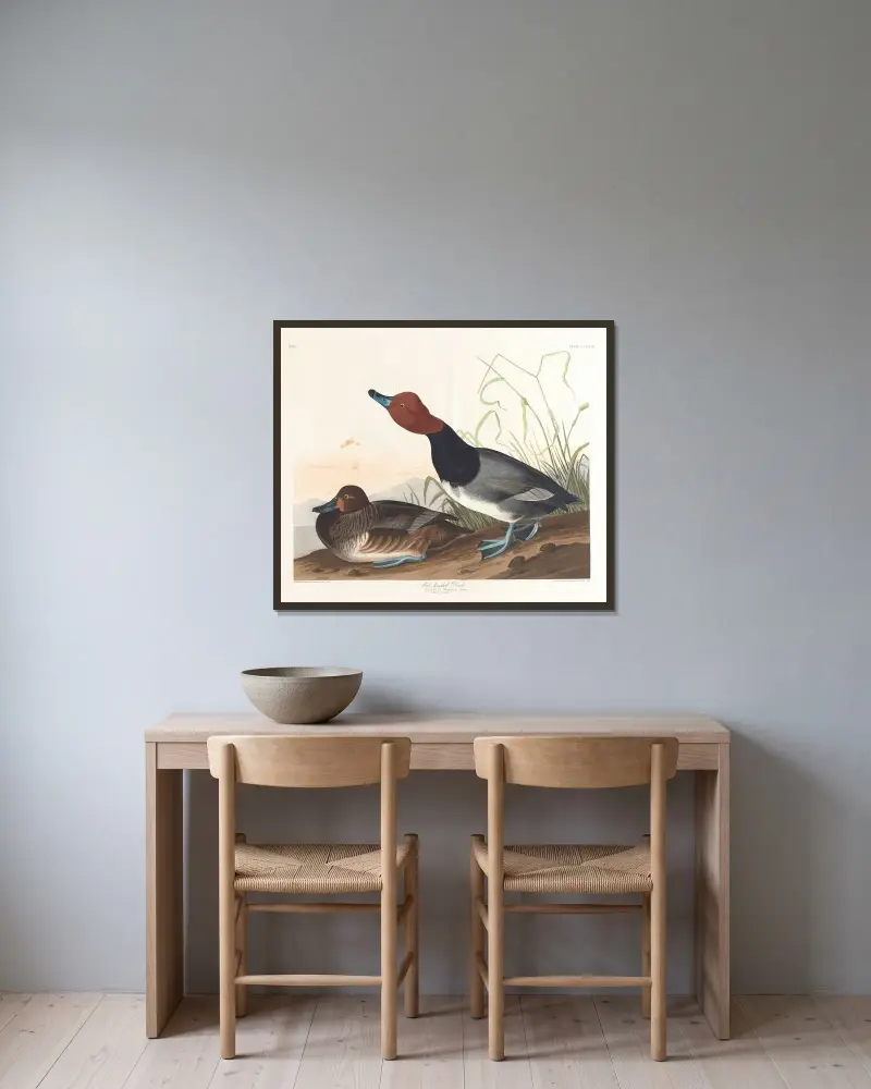Rothalsige Ente von John James Audubon gerahmt an einer Wand