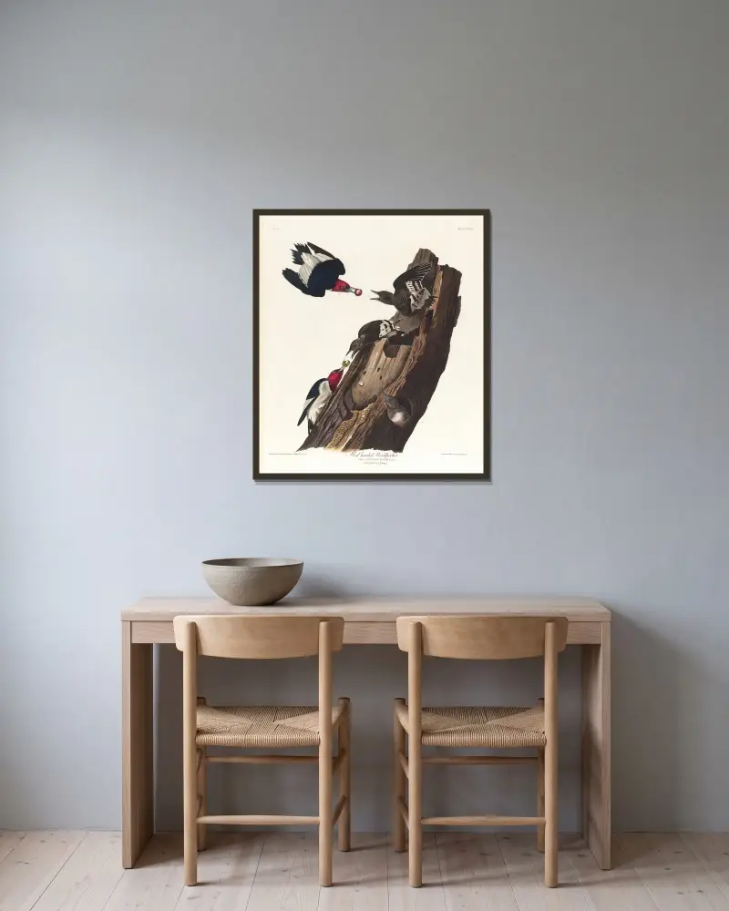 Red headed woodpecker av John James Audubon inramad på en vägg