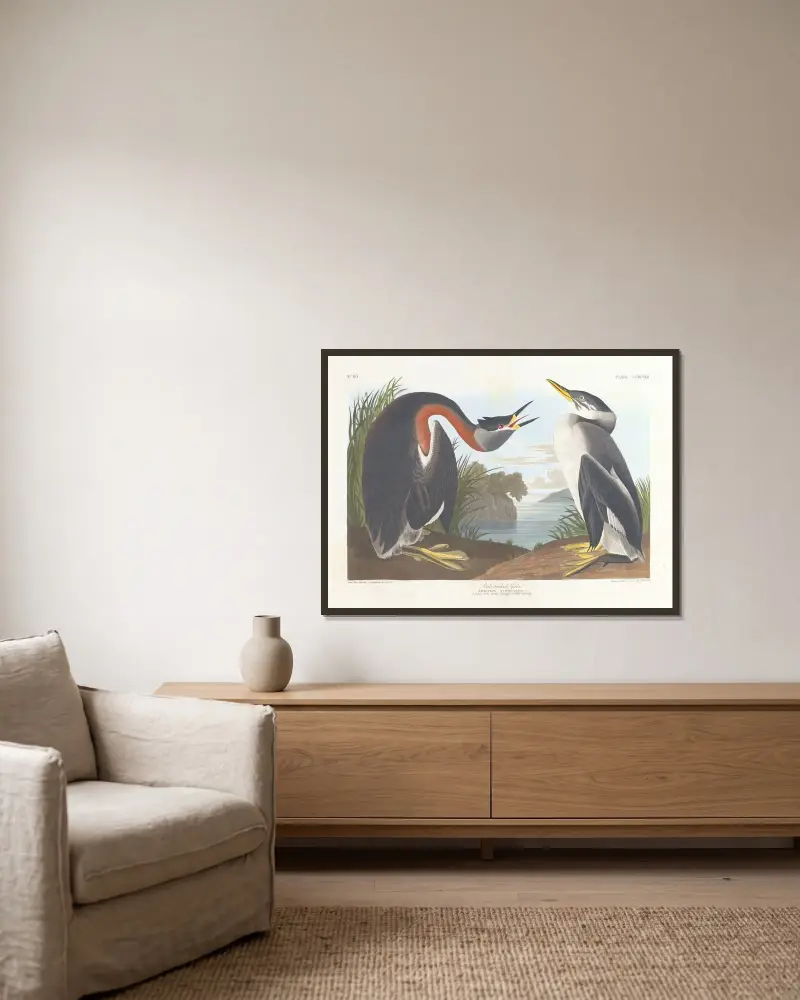 Rotmalk von John James Audubon gerahmt an einer Wand