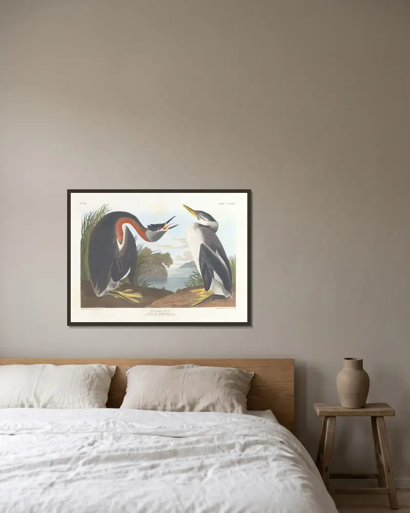 Rotmalk von John James Audubon gerahmt an einer Wand