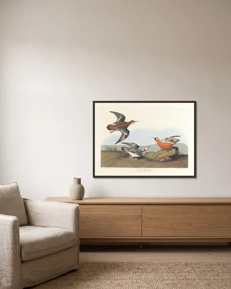 Red phalarope av John James Audubon inramad på en vägg