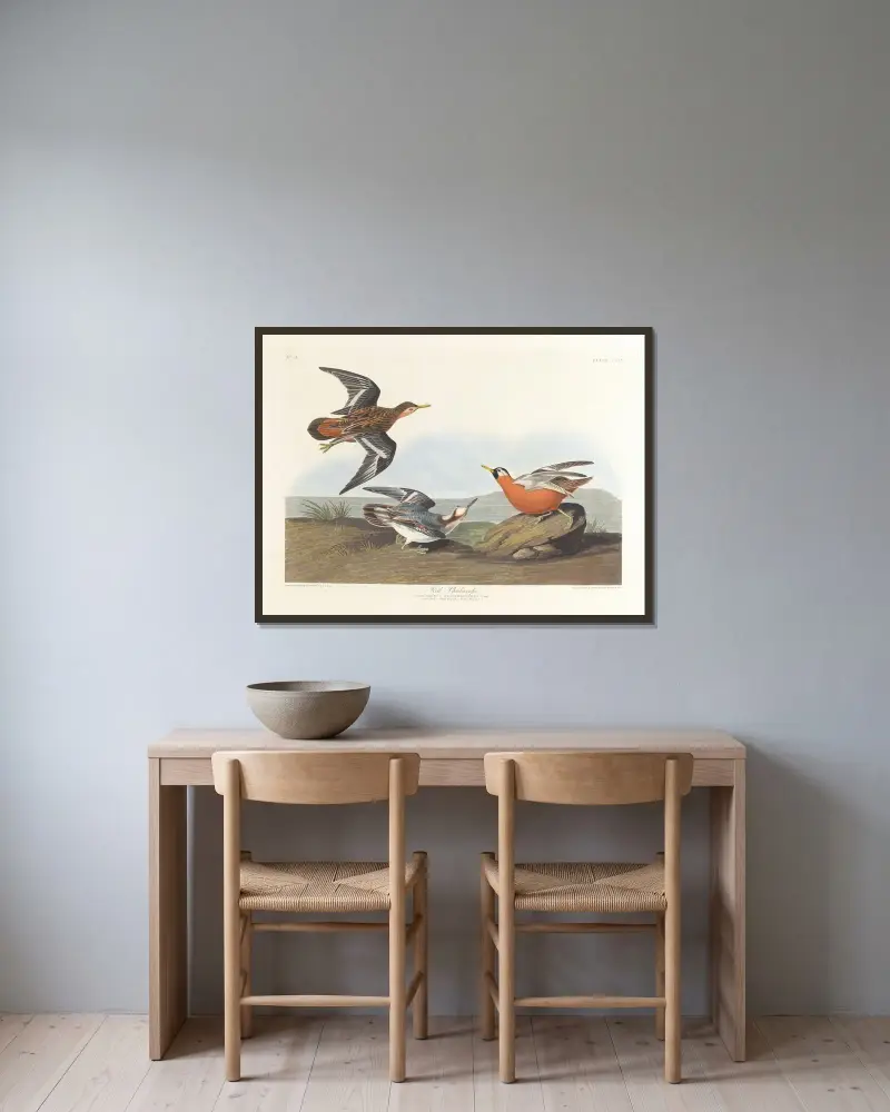 Red phalarope av John James Audubon inramad på en vägg