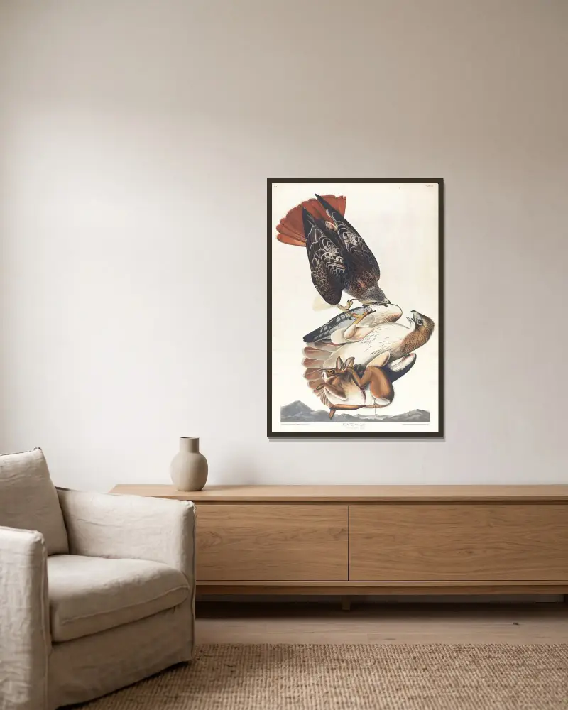 Red tailed hawk, 1827 – nr 1 av John James Audubon inramad på en vägg