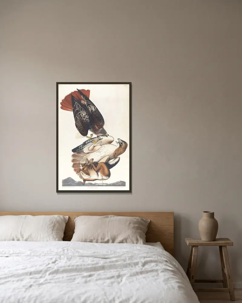 Red tailed hawk, 1827 – nr 1 av John James Audubon inramad på en vägg