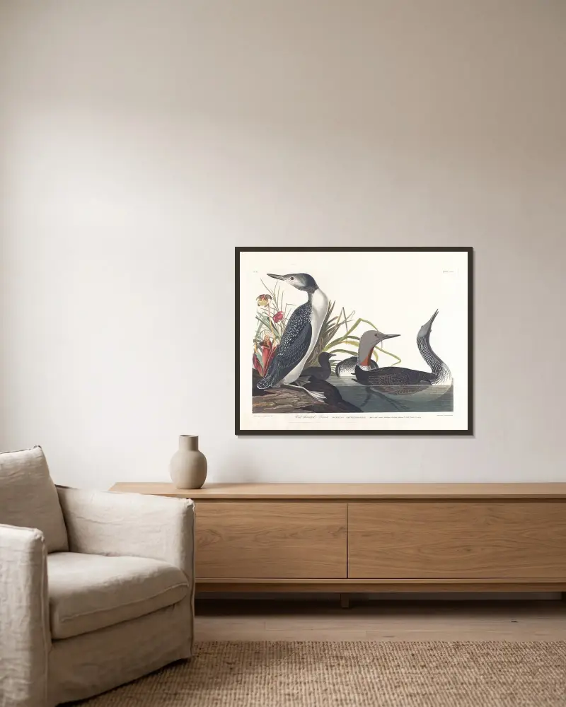 Rotkehllentaucher von John James Audubon gerahmt an einer Wand