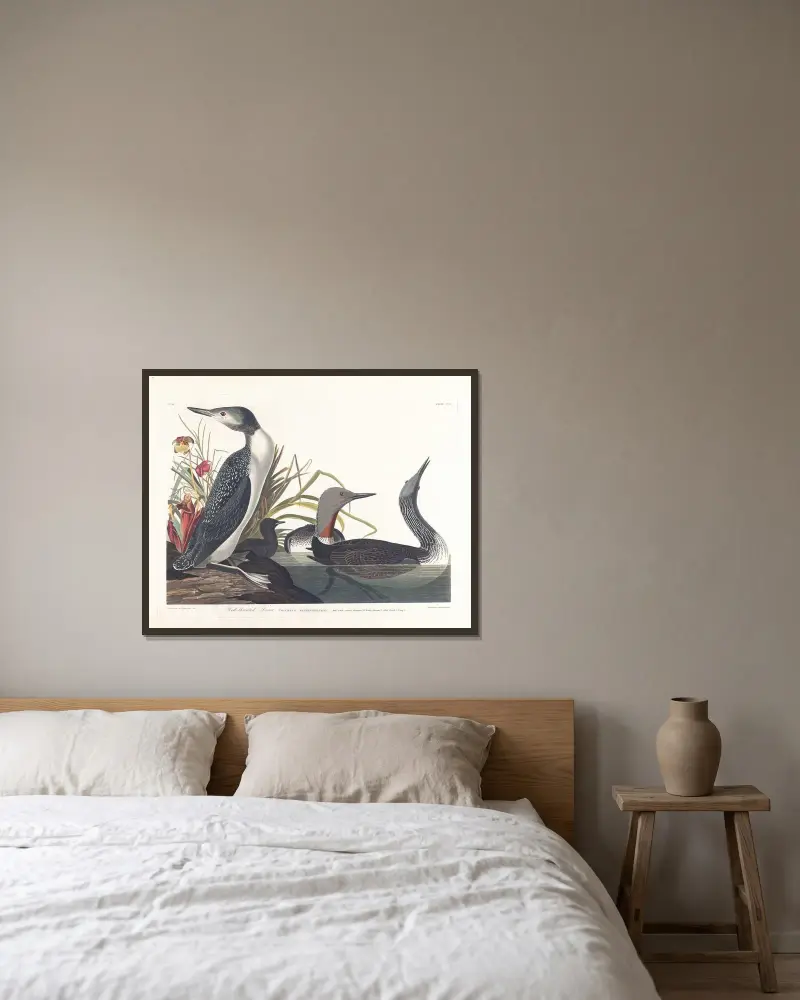 Rotkehllentaucher von John James Audubon gerahmt an einer Wand