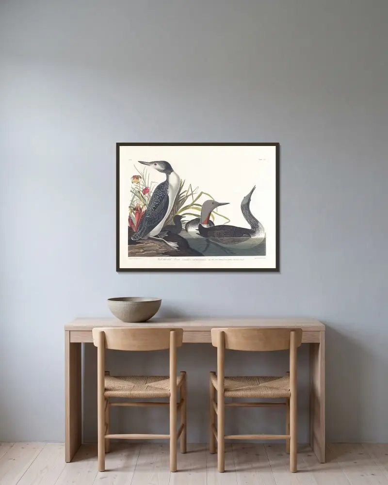 Rotkehllentaucher von John James Audubon gerahmt an einer Wand