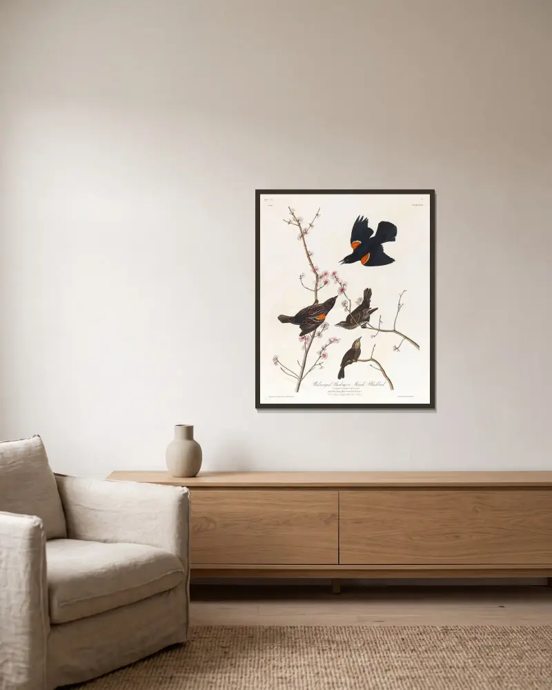 Red winged starling or marsh blackbird av John James Audubon inramad på en vägg