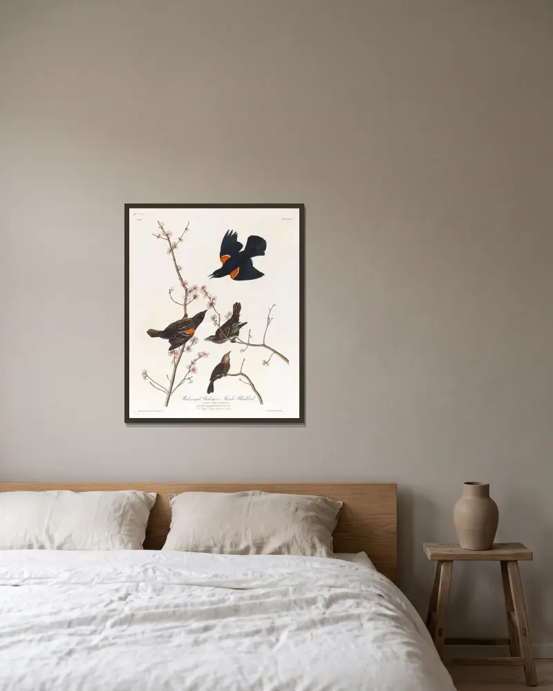 Red winged starling or marsh blackbird av John James Audubon inramad på en vägg