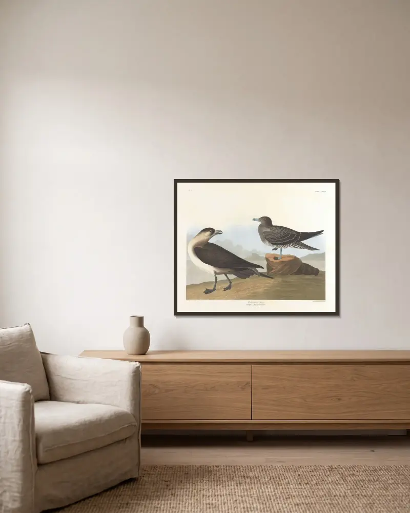 Richardsons Jäger von John James Audubon gerahmt an einer Wand