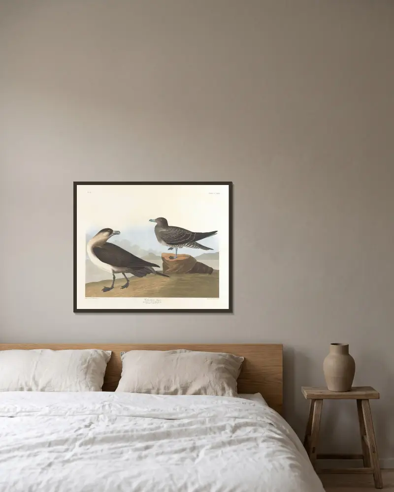 Richardsons Jäger von John James Audubon gerahmt an einer Wand