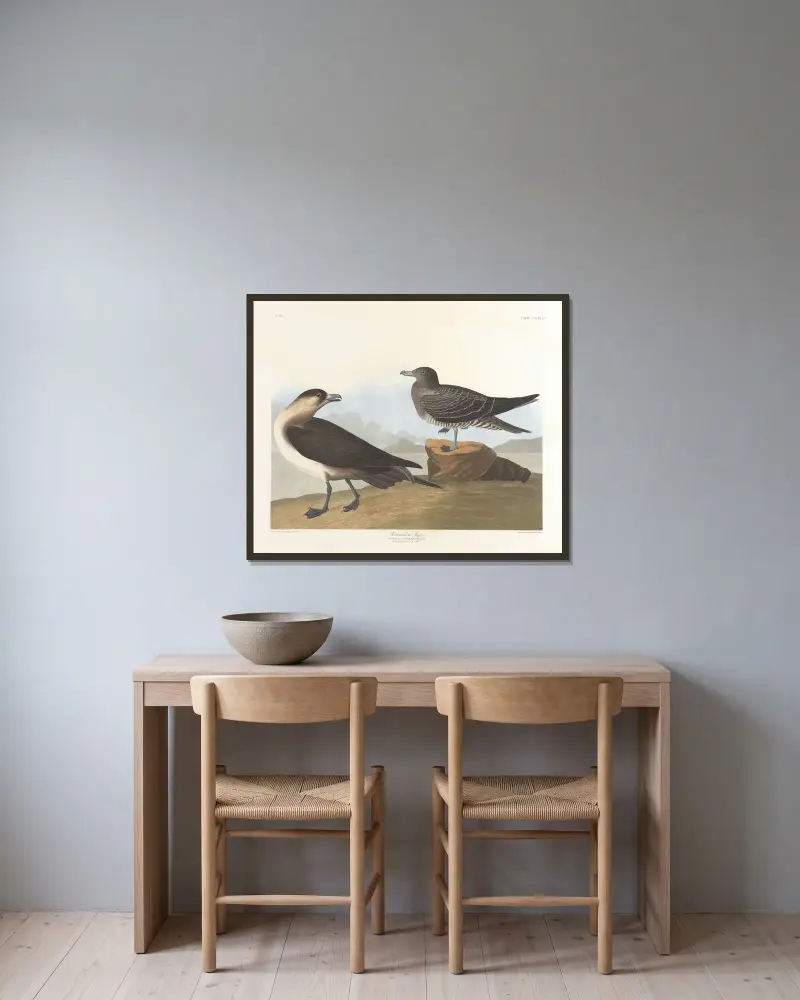 Richardsons Jäger von John James Audubon gerahmt an einer Wand