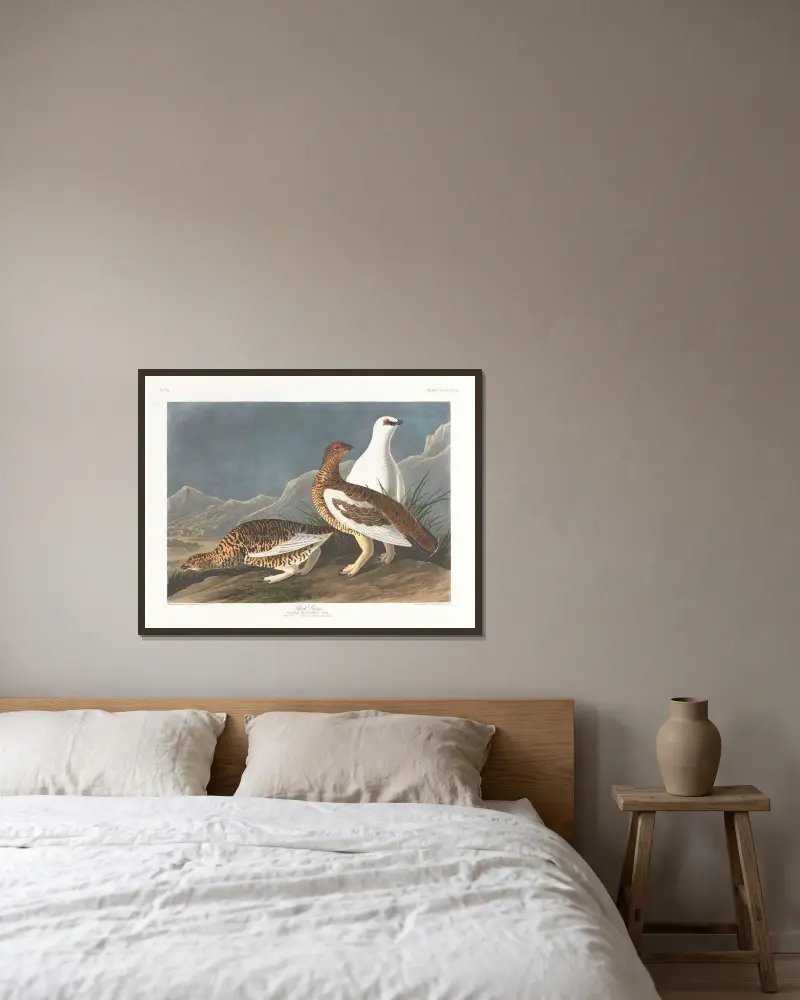 Rock grous av John James Audubon inramad på en vägg