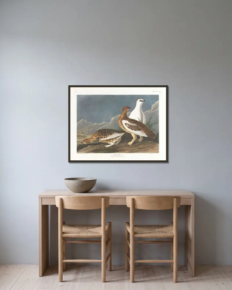 Rock grous av John James Audubon inramad på en vägg