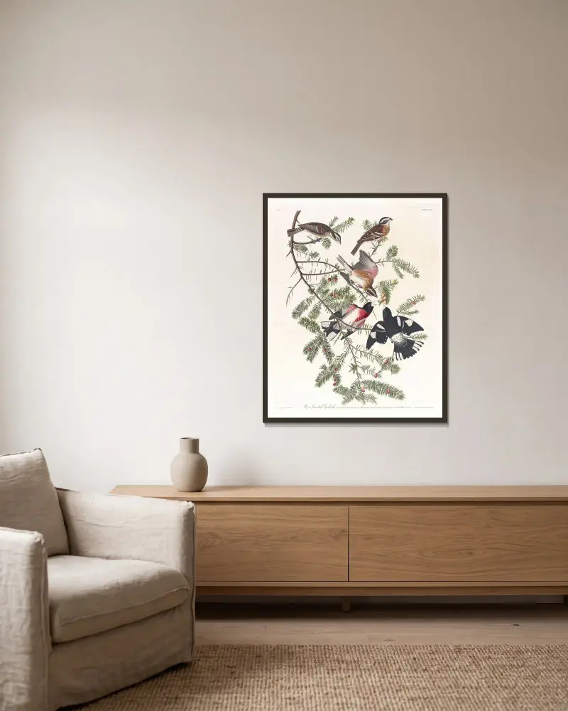 Rosenbrustkernbeißer von John James Audubon gerahmt an einer Wand