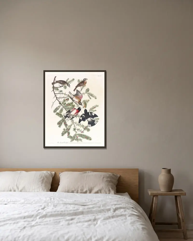 Rosenbrustkernbeißer von John James Audubon gerahmt an einer Wand