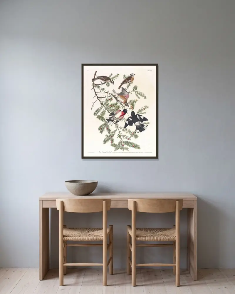 Rosenbrustkernbeißer von John James Audubon gerahmt an einer Wand