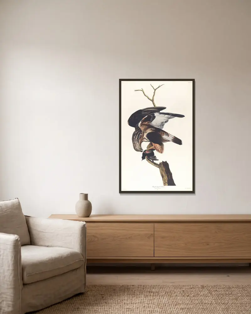 Myszołów włochaty, John James Audubon w ramie na ścianie