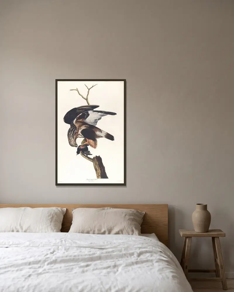 Myszołów włochaty, John James Audubon w ramie na ścianie