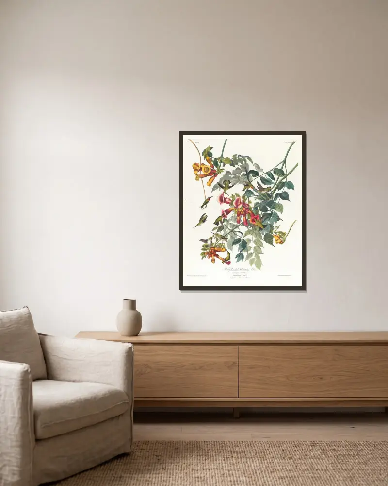 Ruby-throated humming bird von John James Audubon gerahmt an einer Wand
