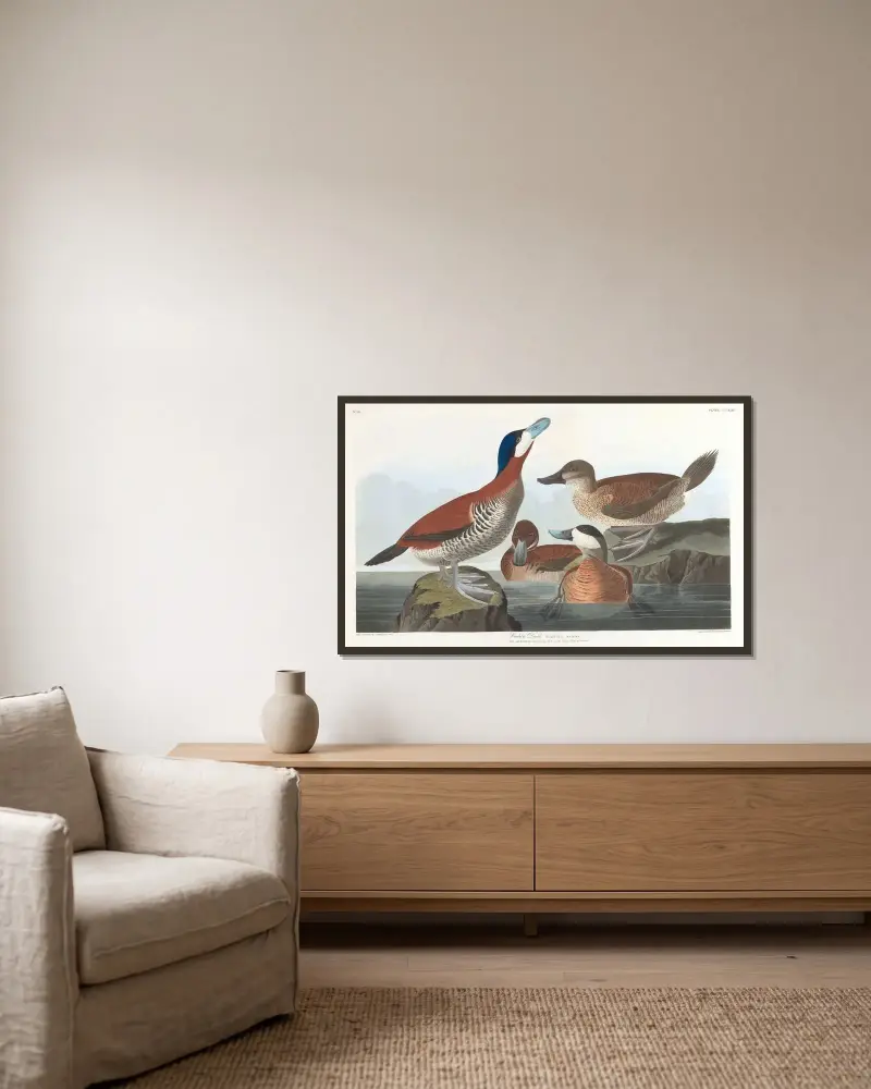 Kaczka rudogłowa, John James Audubon w ramie na ścianie